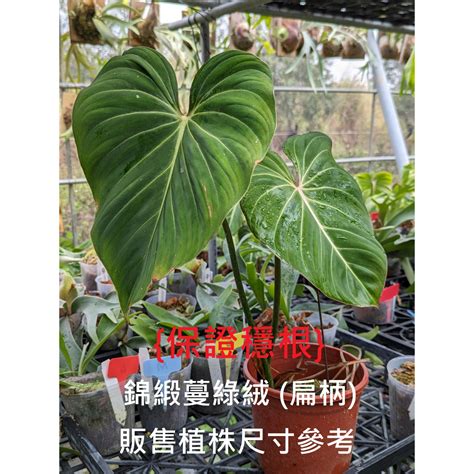 扁柄錦緞|【植男日記】扁柄錦緞蔓綠絨 成長縮時 一個月｜植蕨 